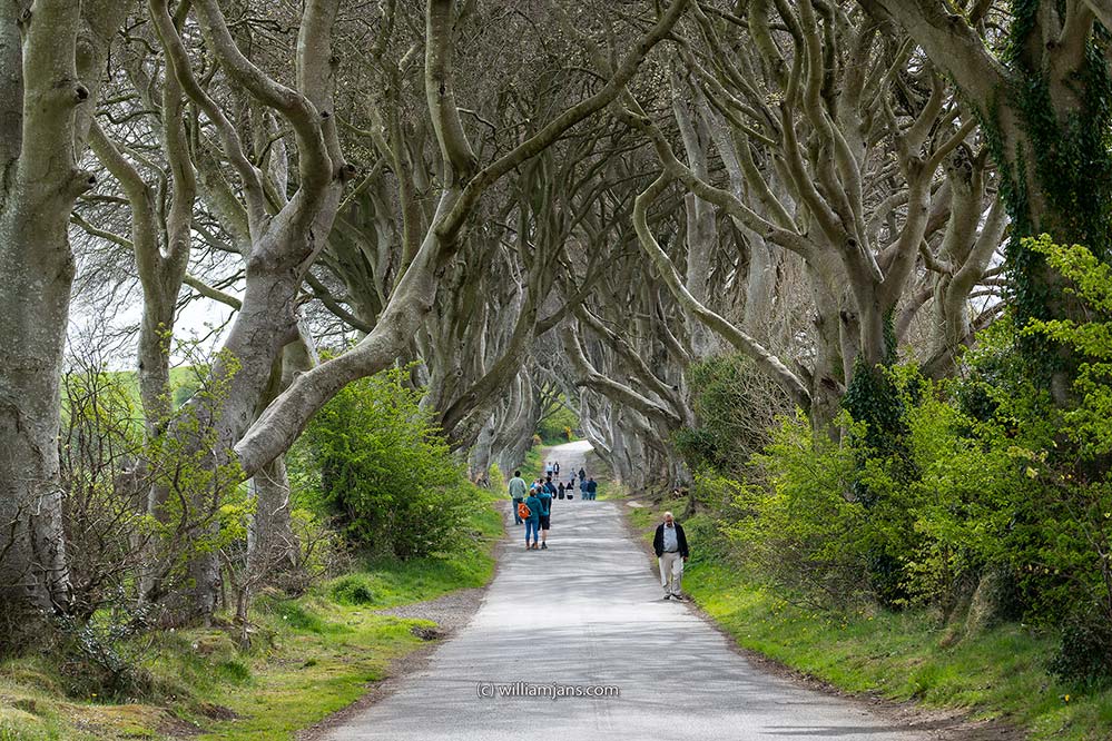20220428a DARK HEDGES 02140 mid road (web 999)