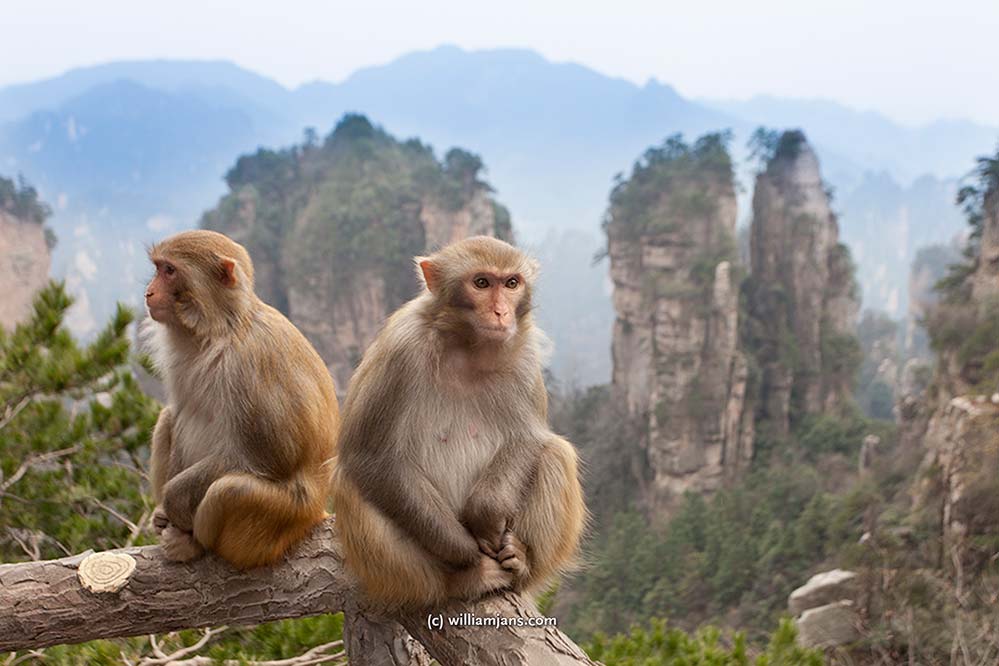 jpn-0322-09-09661-zhangjiajie-monkies-and-view-monkeys