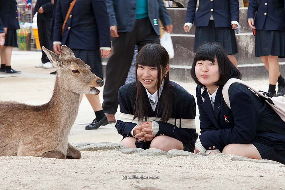 jpn-0422-40-16275-2-miyajima-school-girls-deer
